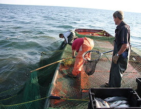 Massey Fish Company